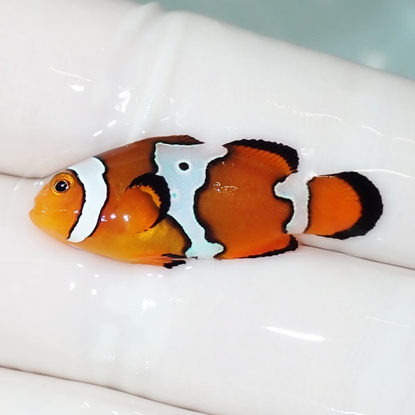 【現物3】スノーフレークオセラリス 3cm±!海水魚 クマノミ ブリード 15時までのご注文で当日発送(t111