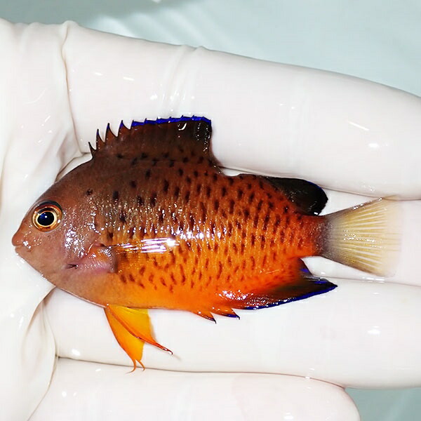 【現物】アカハラヤッコ 奇形 6.5cm±!海水魚 ヤッコ 15時までのご注文で当日発送(t111