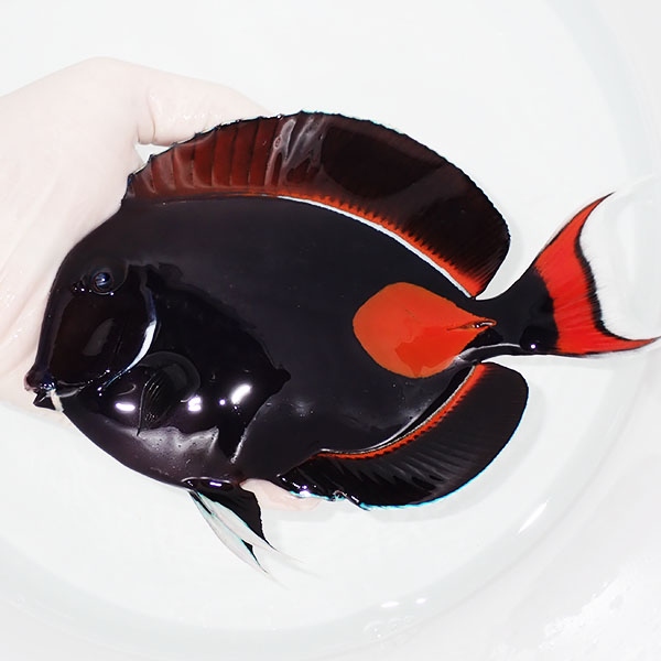 【現物2】アキレスタン BIG 17.5cm±! 海水魚 ハギ 15時までのご注文で当日発送(t119(t207