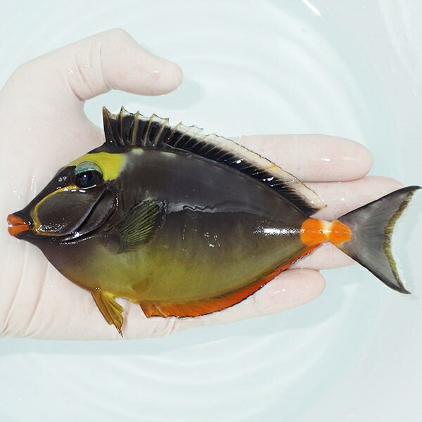 【現物3】ミヤコテングハギbig 15cm±! 海水魚 ハギ 15時までのご注文で当日発送(t119(t207