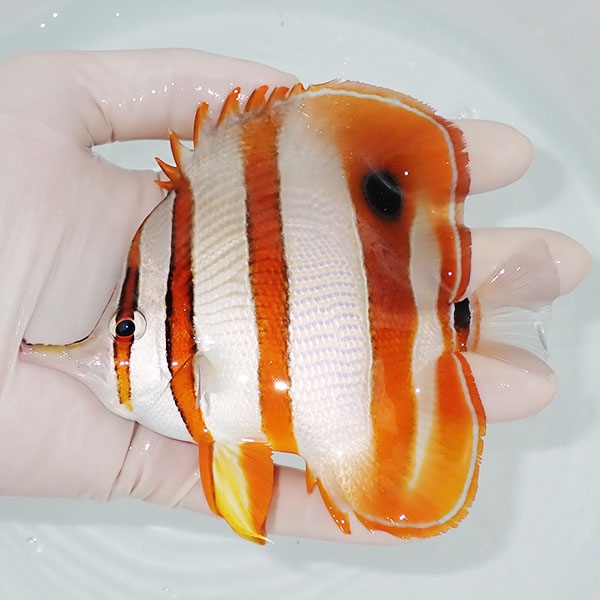 【現物2】ハシナガチョウ 12.5cm±!チョウチョウウオ 海水魚 生体 15時までのご注文で当日発送(t114(t207