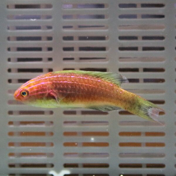 ダスキーフェアリーラス 6-8cm± ! 海水魚 ベラ 餌付け!15時までのご注文で当日発送(t122