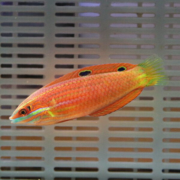 ニシキキュウセン 6-8cm± ! 海水魚 ベラ 餌付け!15時までのご注文で当日発送(t122