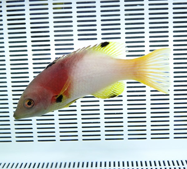 スミツキベラ 8-10cm±  ! 海水魚 ベラ 餌付け!15時までのご注文で当日発送(t122