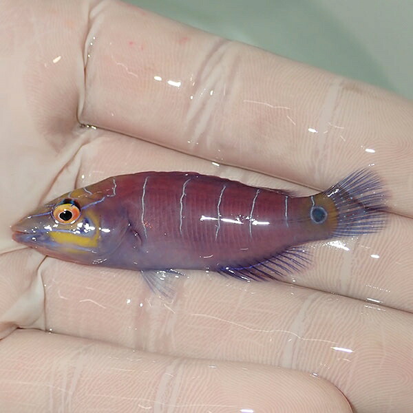 【現物4】オセレイトラス 6cm±!までのご注文で当日発送(t122(t207