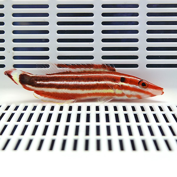 シマキツネベラ 8-11cm± ! 海水魚 ベラ 餌付け!15時までのご注文で当日発送(t122