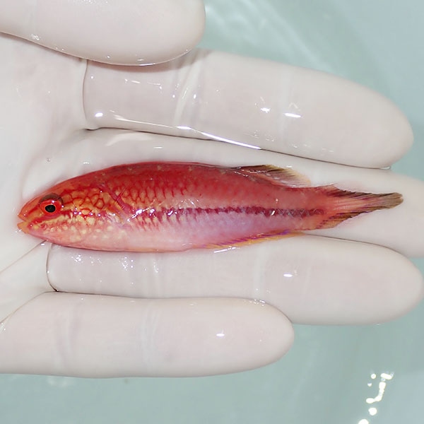 【現物3】ピンテールフェアリーラス 7.5cm±! 海水魚 ベラ !15時までのご注文で当日発送(t122(t207