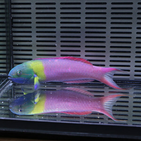 コガシラベラ♂ 11-13cm± ! 海水魚 ベラ 餌付け!15時までのご注文で当日発送(t122