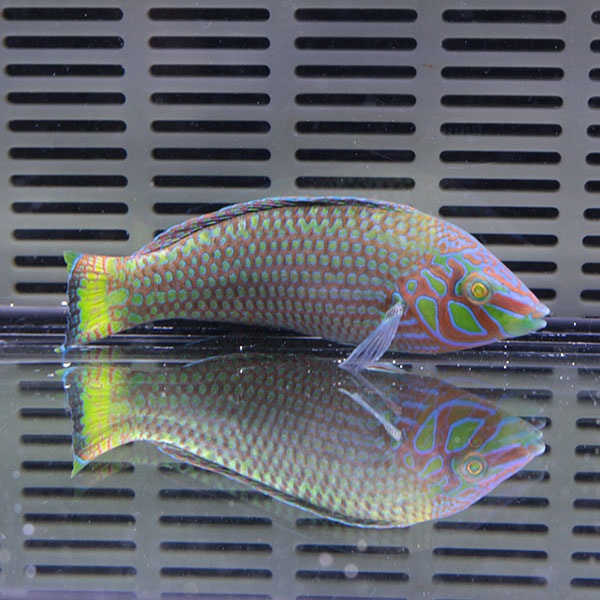 クマドリキュウセン 6-8cm± ! 海水魚 ベラ 餌付け!15時までのご注文で当日発送(t122