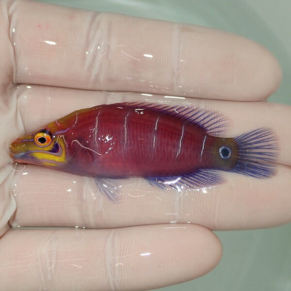 【現物5】オセレイトラス 6.5cm±!までのご注文で当日発送(t122(t207