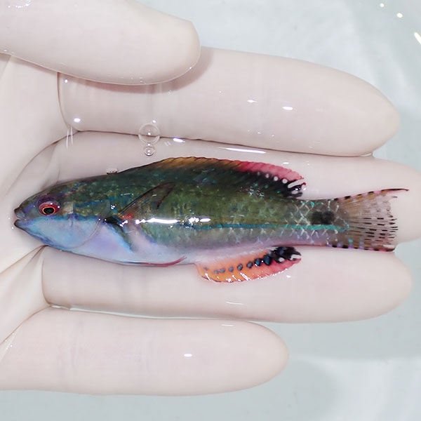 【現物1】エクスクジットラス 7.5cm ! 海水魚 ベラ 餌付け!15時までのご注文で当日発送(t122(t207