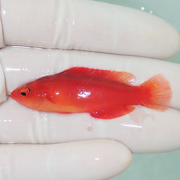 【現物】マグマフェアリーラス 5.5cm! 海水魚 ベラ !15時までのご注文で当日発送(t122(t207