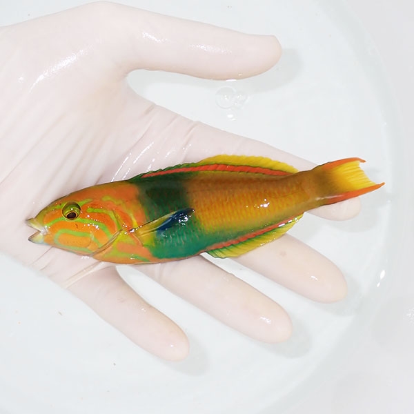 【現物3】ヤマブキベラ ♂ 13.5cm±!までのご注文で当日発送(t122(t207