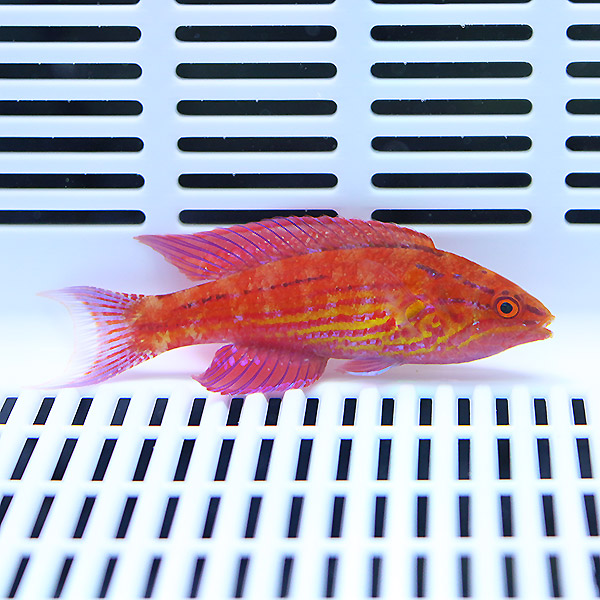アンギュラーフラッシャーラス 4-6cm±!海水魚 ベラ15時までのご注文で当日発送(t122