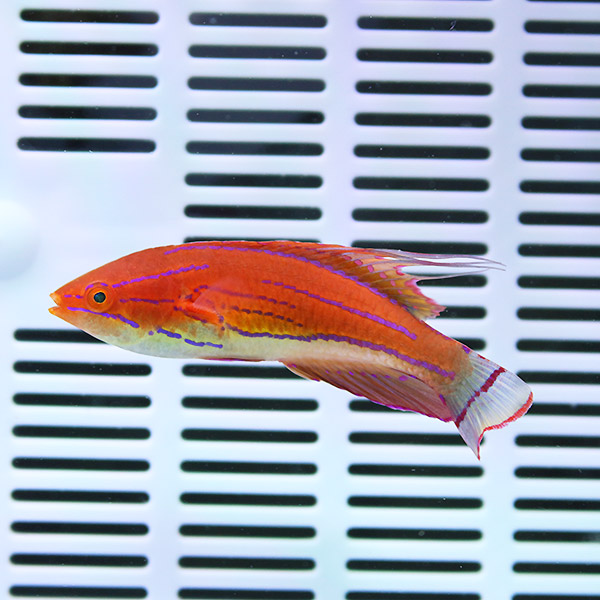 カーペンターズラス 4-6cm±! 海水魚 ベラ 15時までのご注文で当日発送(t122