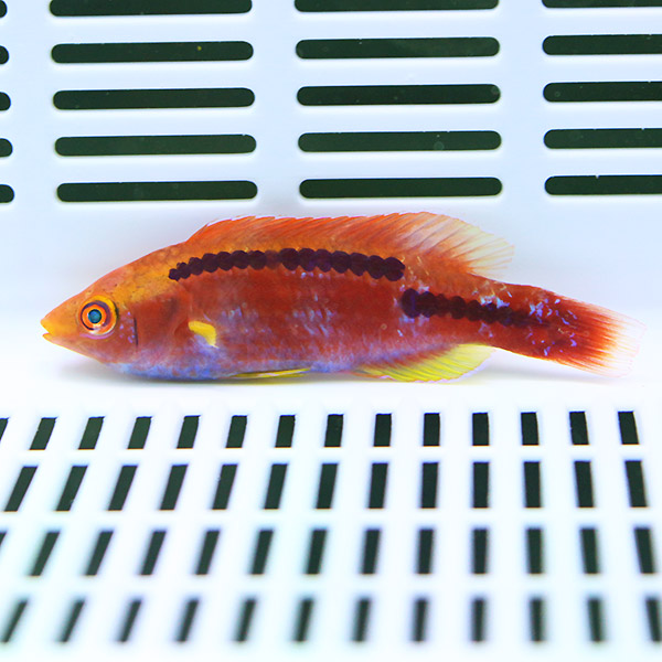 ラボックスラス 4-6cm±!海水魚 ベラ15時までのご注文で当日発送(t122