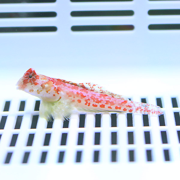 ミヤケテグリ 4-6cm±!海水魚 ベラ15時までのご注文で当日発送(t121