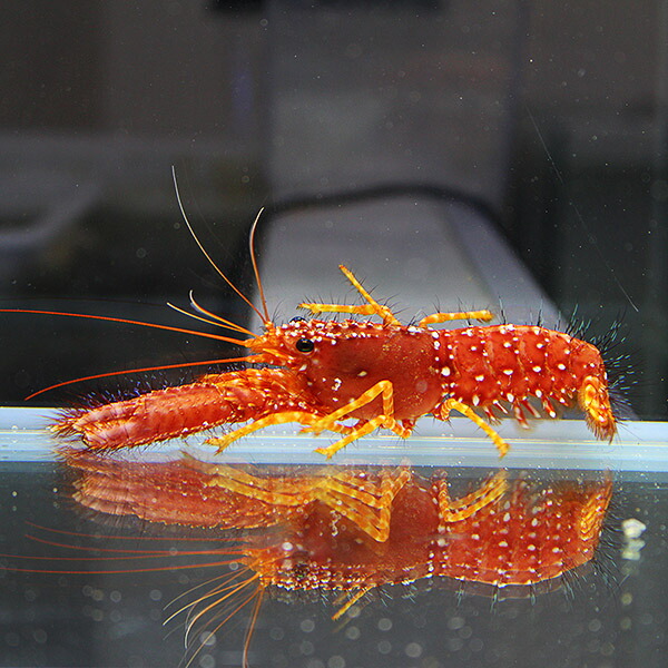 ショウグンエビ 5-7cm± 海水魚 エビ!【15時までのご注文で当日発送】(t129