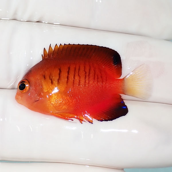 【現物1】粒エサOK ダイダイヤッコ 3.5cm±!海水魚 ヤッコ 15時までのご注文で当日発送(t111(t207