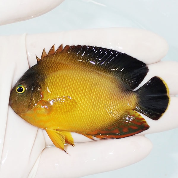 【現物】ヘラルドヤッコ色彩変異 7.5cm±!海水魚 ヤッコ 15時までのご注文で当日発送(t111(t207