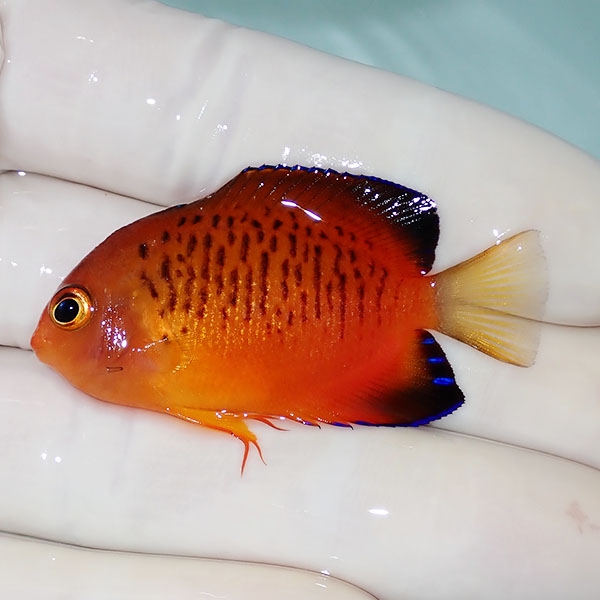 【現物2】ダイダイヤッコ 5cm±!海水魚 ヤッコ 15時までのご注文で当日発送(t111(t207