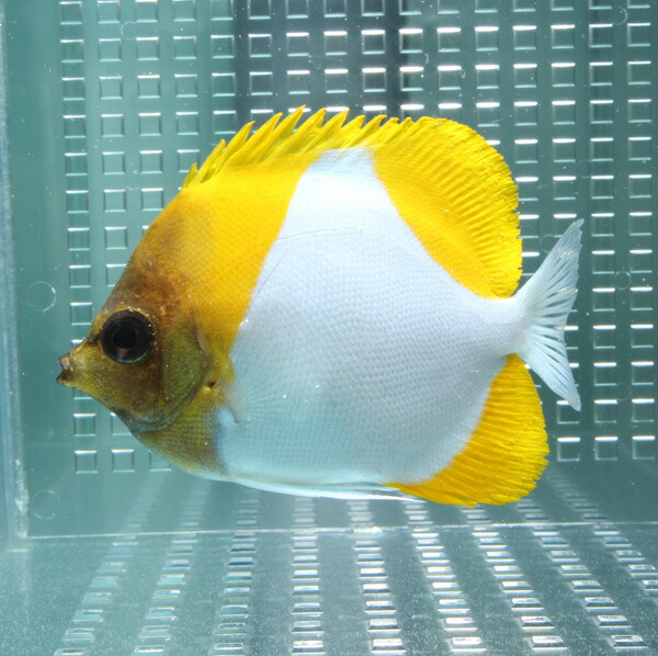 カスミチョウ 10-12cm±! 海水魚 チョウチョウウオ 餌付け 【チョウチョウウオ】(t114