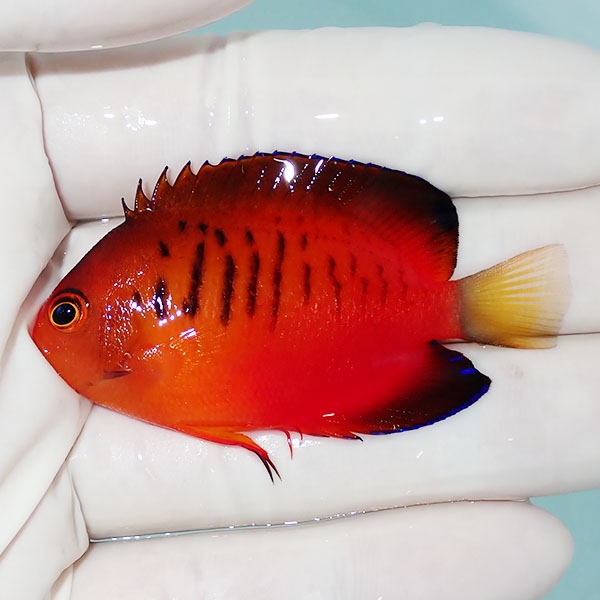 【現物4】ダイダイヤッコ 5.7cm±!海水魚 ヤッコ 15時までのご注文で当日発送(t111(t207