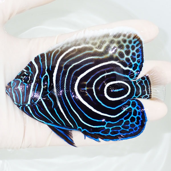 【現物8】ウズマキ（ウズキン） 11.5cm±!海水魚 ヤッコ  15時までのご注文で当日発送(t111(t207