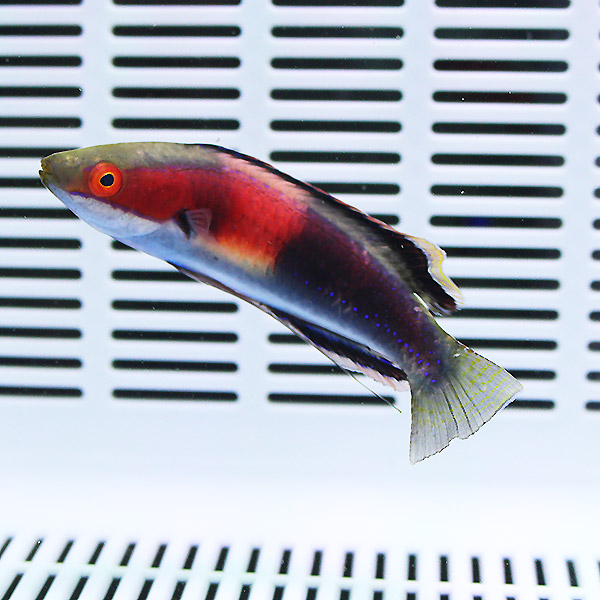 キャサリンフェアリーラス 5-7cm± ! 海水魚 生体 15時までのご注文で当日発送(t122