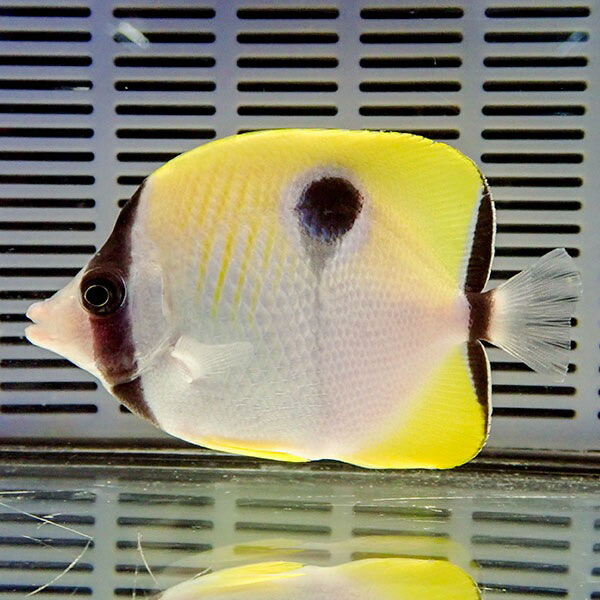 イッテンチョウ 10-12cm±!  海水魚 チョウチョウウオ 餌付け!15時までのご注文で当日発送(t114