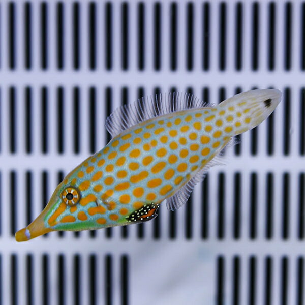 ★テングカワハギ 6-8cm±! ハギ 海水魚 !15時までのご注文で当日発送(t119