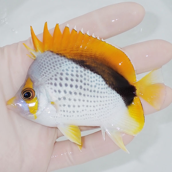 【現物4】マルケサスバタフライ 9.5cm±! 海水魚 チョウチョウウオ 15時までのご注文で当日発送(t114(t207