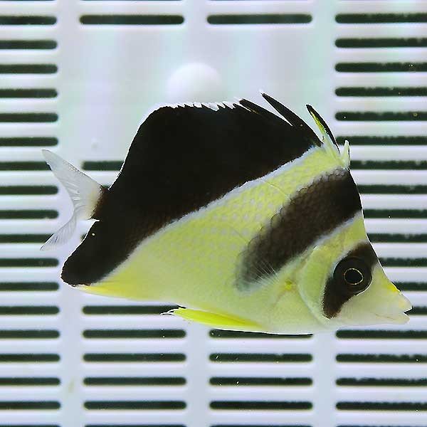 バーゲスバタフライ 8-10cm± !海水魚 生体 15時までのご注文で当日発送【チョウチョウオ】