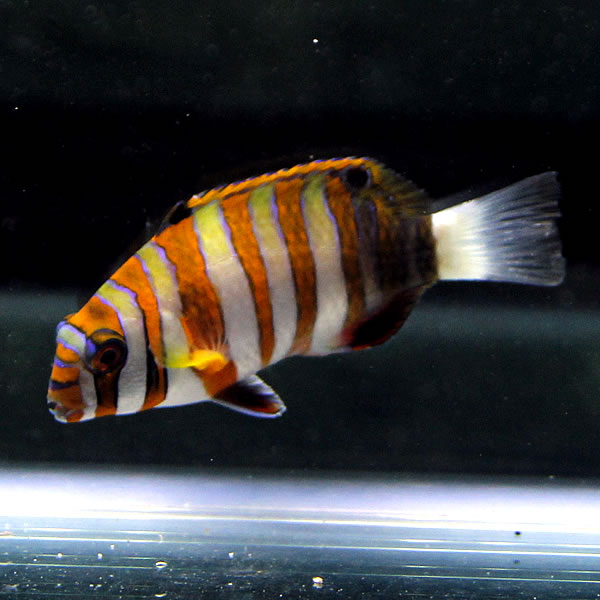 シチセンベラ 6-9cm± 海水魚 ベラ! 15時までのご注文で当日発送(t122