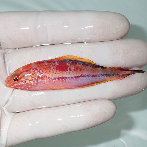 【現物4】ピンテールフェアリーラス 8cm±! 海水魚 ベラ !15時までのご注文で当日発送(t122(t207