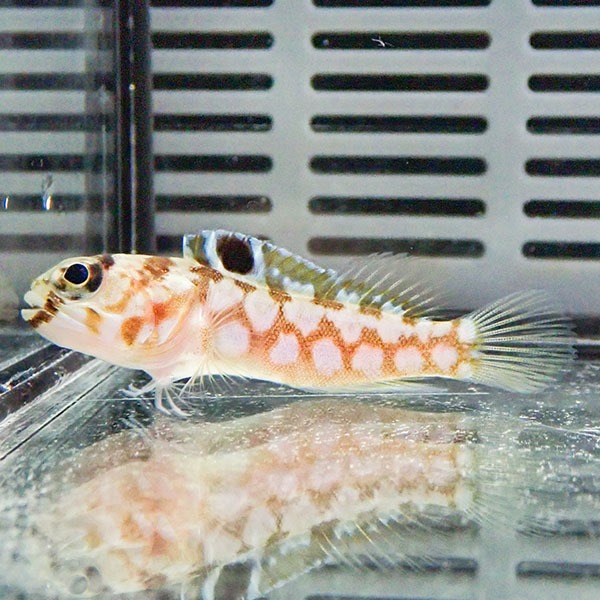 ブラックスポットジョーフィッシュ 3-4cm± ! 海水魚 ジョーフィッシュ 15時までのご注文で当日発送(t121(t207