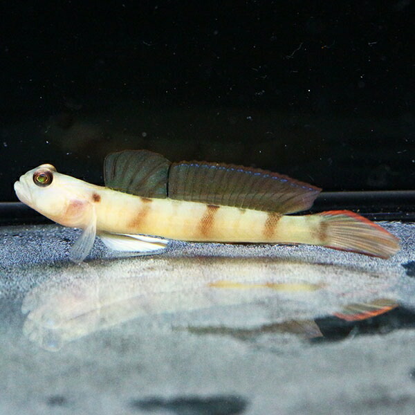 ダテハゼ 5-7cm± ! 海水魚 ハゼ 15時までのご注文で当日発送(t121