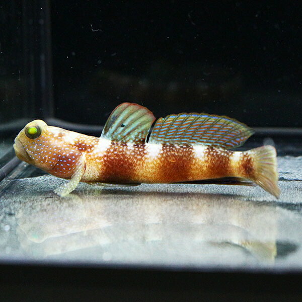 ムラサメハゼ 5-7cm± !タイミングによって黒くなります 海水魚 ハゼ 15時までのご注文で当日発送(t121