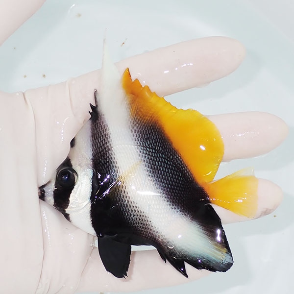 【現物1】シマハタタテダイ 9cm±!   海水魚 チョウチョウウオ  15時までのご注文で当日発送(t114(t207