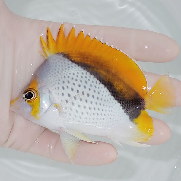 【現物8】粒エサOK マルケサスバタフライ 9.5cm±!  海水魚 チョウチョウウオ 15時までのご注文で当日発送(t114(t207