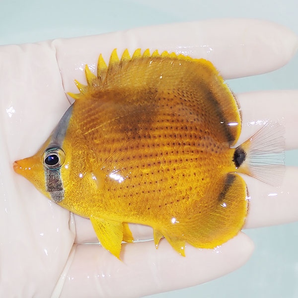 【現物1】レモンチョウ 8cm±!    海水魚 チョウチョウウオ 15時までのご注文で当日発送(t114(t207