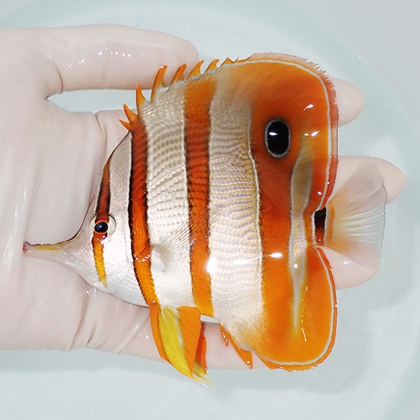【現物1】ハシナガチョウ 12cm±!海水魚 チョウチョウウオ 15時までのご注文で当日発送(t114(t207