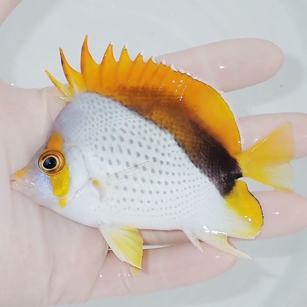 【現物7】マルケサスバタフライ 10cm±! 海水魚 チョウチョウウオ 15時までのご注文で当日発送(t114(t207
