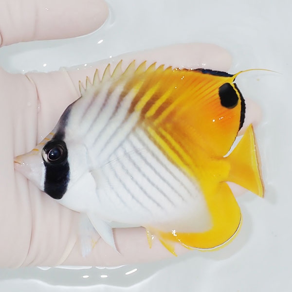【現物】粒エサOK トゲチョウ 11cm±海水魚 チョウチョウウオ 15時までのご注文で当日発送(t114(t207