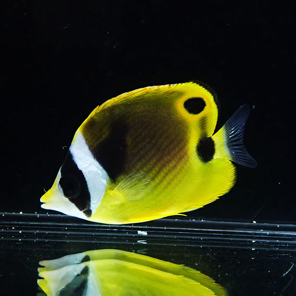 チョウハン 4-6cm±!海水魚 チョウチョウウオ (t114