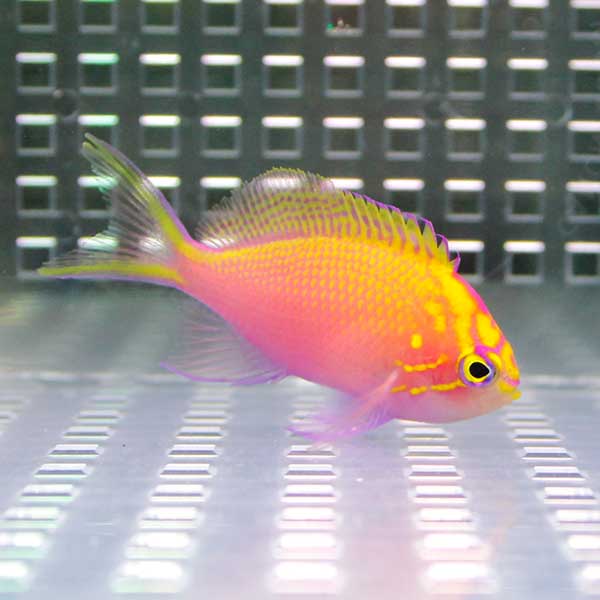 ハナゴンベ 【1匹】 4-6cm± ! 海水魚 ゴンベ !15時までのご注文で当日発送(t118【ゴンベ】