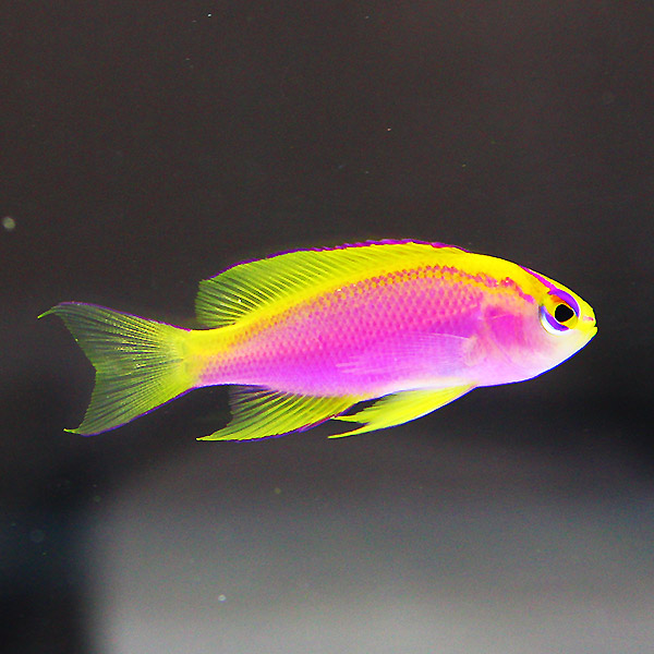 ベントラリス メス 3-4cm±! 海水魚 ハナダイ !15時までのご注文で当日発送(t118