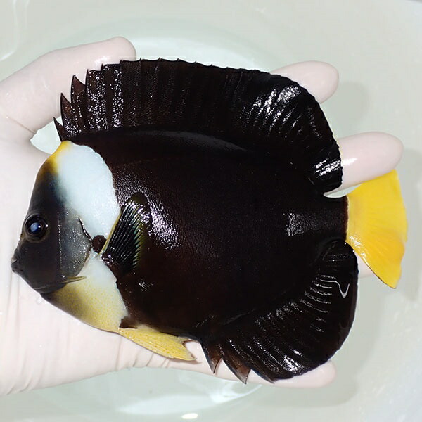 【現物1】粒エサOK パソニファーエンゼル 15cm±! 海水魚 ヤッコ 15時までのご注文で当日発送(t111(t207