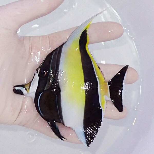 【現物1】ツノダシbig 10.5cm± !海水魚 ハギ 15時までのご注文で当日発送(t119(t207