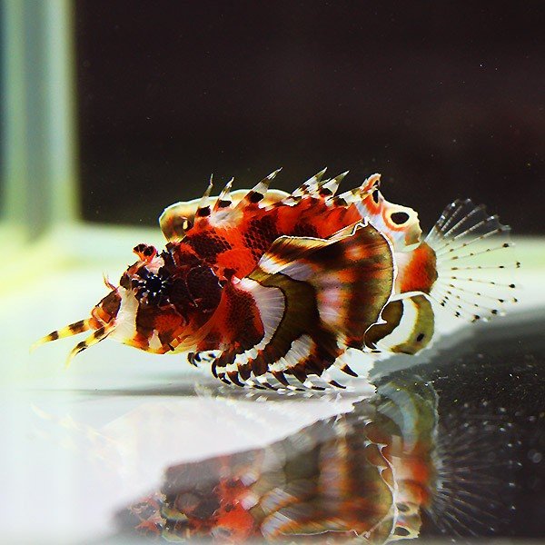 ヒレボシミノカサゴ 5-7cm±! カサゴ 海水魚 15時までのご注文で当日発送【カサゴ】